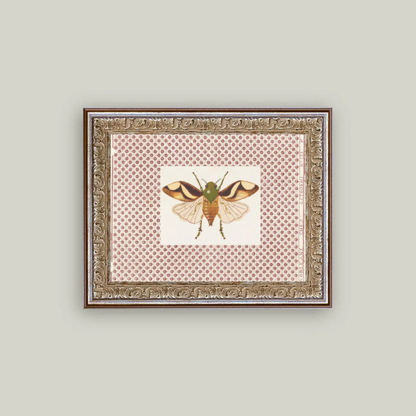 Beetle Moth