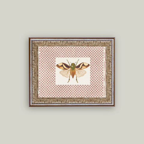 Beetle Moth
