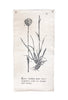 Botanical Wall Art